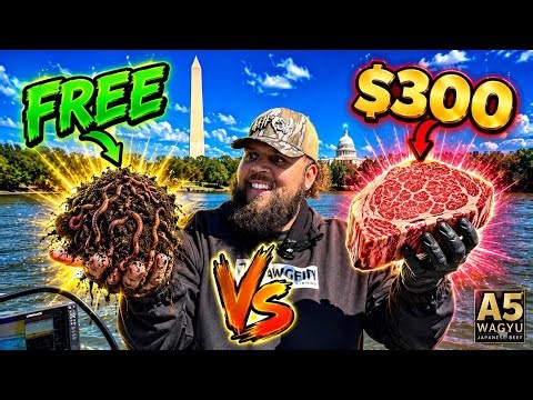 Cheap bait vs Expensive bait Challenge