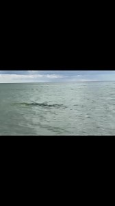 Ever met a manatee face to face 😎 | Dream Vacations - All-Inclusive Vacation Packages