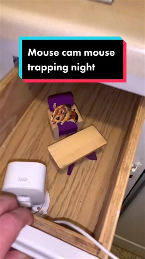 Mouse Cam Mouse Trapping Night: Name Suggestions?