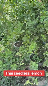 Thai seedless lemon | AGP Nursery Farm