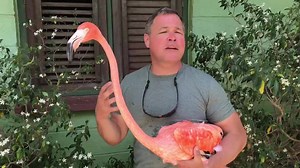 Meet Bob the flamingo! Bob was orphaned and injured when he was just a chick, but lucky for him he was rescued by my friend Odette Doest, a talented and bighearted veterinarian in Curaçao. Veterinary Practice Doest saved this beautiful flamingo from certain death, she’s sort of like a tropical Dr. Doolittle. Flamingos are remarkable creatures, filter-feeders like baleen whales, gaining their rose brilliant plumage from the caritinoids in the tiny critters that they eat, like brine shrimp. Check 