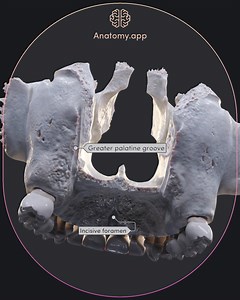 2.7K views · 40 reactions | The maxilla is a centrally located paired...