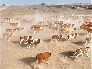 Unlock Animal Health Secrets