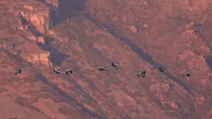 Grue du Canada volant dans le : vidéo de stock (100 % libre de droit) 3925060691 | Shutterstock