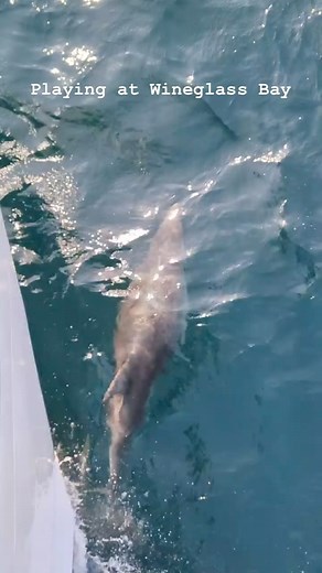 We love a dolphin 🐬 escort on our Wineglass Bay Cruise. Thanks to crew member @kieranhillier for this gorgeous footage from yesterday's cruise from Coles Bay. | Pennicott Wilderness Journeys