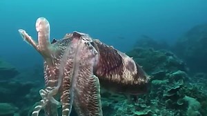 True Facts About The CuttleFish by Ze Frank