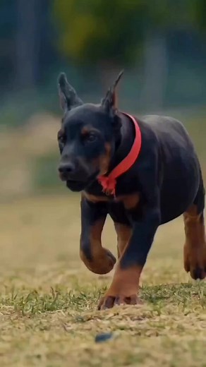 13K views · 583 reactions | Dobermen puppy  #reel #fbreels #doberman_lover_society #dog #doberman_instagram | Dobermen lover | Facebook