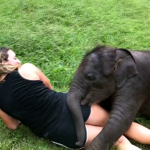 Baby elephants are basically just big puppies 🐘😂 | LADbible