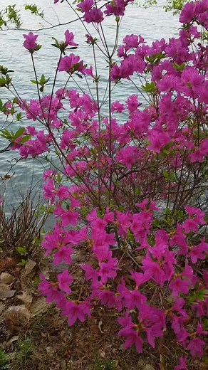 #azalea #royalazalea #azaleaseason #spring #springtime #springflowers #springvibes #flowers #purpleflower #naturelovers #nature #naturevibesl #beautifulplaces #beautifuldestinations #beautifulscenery #outdoors #tranquility #travel #traveler #travelgram #reelsfacebook #reelschallenge #reelsvideoシ #reelsviralシ #reelsfbシ #foryoupageシ #fypシ゚ #fypシ゚viralシ | Krenz Antonio