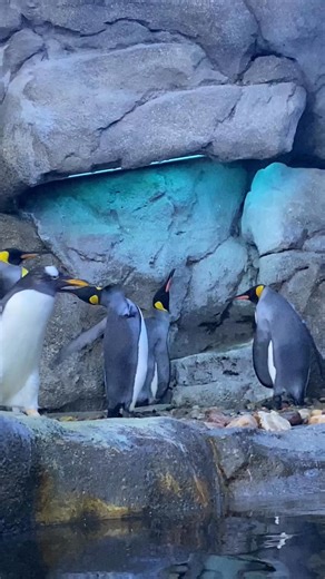 From lions to lemurs, MAC Youth brought the brainpower to the Calgary Zoo—sharing wild facts and even wilder excitement 🧠✨Spots are filling up fast! Register now and secure a spot: maccalgary.ca/summer 🔗 #MACYouth2025 #ZooExplorers #WildAboutLearning #CalgaryZoo #SmartCampers #SummerAdventure | Muslim Association of Canada - Calgary