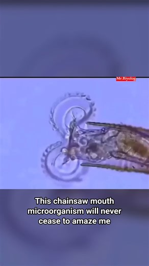 This chainsaw mouth microorganism will never cease to amaze me. ➡️ Microscopic aquatic invertebrates, bdelloid rotifers measure 150–700 micrometres long. ➡️ Use rotating jaws called trophi to shred tiny prey, bacteria, algae, and organic particles with precision. ➡️ Mouthparts made of hardened proteins evolved for high-efficiency feeding. ➡️ Motion powered by muscular pharynx; jaws spin inside translucent head. ➡️ Species thrives without sex for millions of years via cloning. | Superinnovators