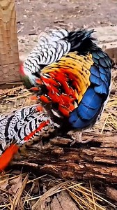 102K views · 586 reactions | Loài chim xinh đẹp này có tập tính như thế nào? | Dũng Làm Nông Nghiệp | Facebook