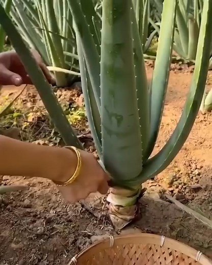 6M views · 2.8K reactions Aloe vera for the win! By Tiago Review Explore Tools #wood #diystyle #homemade #reels #viral #smartsetting #home #creative | DIY Crafts and Hacks