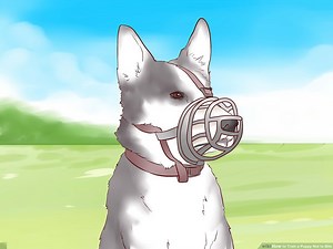 Water Spray Bottle To Stop Puppy Biting: Explained!