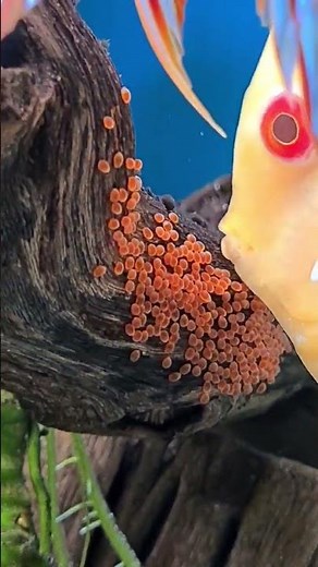 How to trigger discus fish breeding, get your fish to breed and make money