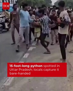 #Watch | Fearless locals capture 15-foot #python bare-handed in #UttarPradesh village. | The Times of India