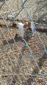 Humane Society of Forsyth County, GA on Reels