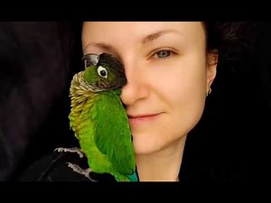 Green Cheek Conure Snuggles Lays Down on Owner's Face