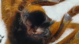 18K views · 312 reactions | Pterinochilus murinus Credit: Thomas...