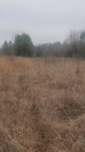 37K views · 460 reactions | He miss twice lots of rabbit  chasing and shooting on the Guided Rabbit hunts provided by Catrons Kennel. | Catron's Kennel | Facebook