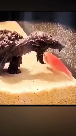 Ninja Turtle vs. Fish! Who Wins? 🐢🎣