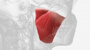 Die Masseter ist eine der Muskeln: Stockvideos & Filmmaterial (100 % lizenzfrei) 3423697165 | Shutterstock