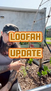 Update on the loofah, and I also talk a little about planting them since I ruined my original planting video. #garden #gardening #loofah | Dirty Punk Gardening