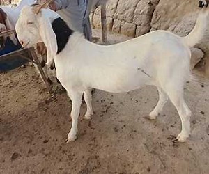 Last 50 available Yahya Goat Farm Rate table: (1) Above 50 kgs to upto 60/- kgs Rs. 900/- (2) Above 60 kgs below 75 kgs Rs. 950/- per kg (3) Above 80 kgs Rs. 1,000/- per kgs (4) Gulabi/Teddi Rs. 1,100/- or lump sum basis For details call 03339892817 Location near malir cant check post 4 Location pin https://maps.app.goo.gl/Fg6RozSJUGq5Nnp46 | Karachi Sohrab Goth Cow Mandi-Bakra Eid In Pakistan