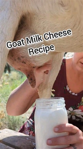 Sundried Tomato Basil Goat Milk Cheese #goatmilkcheese #cheese #goatmilk #cheeserecipe #recipe #easy #homesteading #homestead | Mountain Spring Homestead