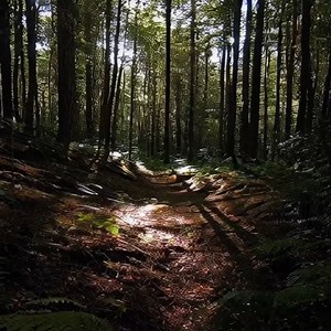 Rendlesham Forest Incident (1980, UK) #UFO #bstech | Hiking the Mystery