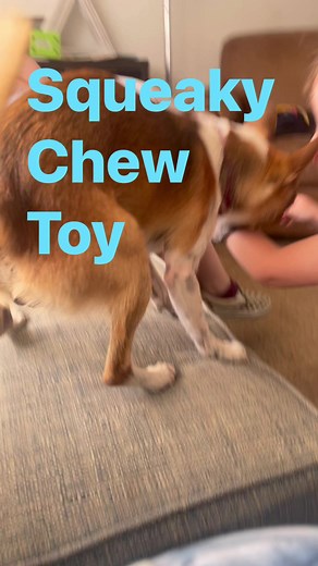 Best buds. #ojedafamily2023 #ojeda #boysbestfriend #squeakytoy | Jodi Hamilton Ojeda