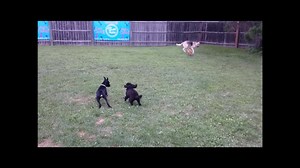 Harley, Lucy, Floki & Maddie | Mutt Nuts