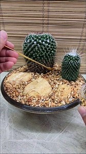 10K views · 119 reactions | Cacti Mini Garden for Coffee Table Decor #cactus #cactuslover #cactusgarden #decorinspiration #ideas | Adela E | Facebook