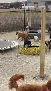 wild millie 1/18 | K9 Country Club