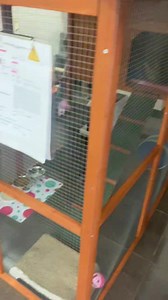 Saturday afternoon walk around with Ebony at our Coburg location 😻 16 cats currently in residence! 💕 #catnappingfamily #coburg | Cat Napping Suburban Retreat