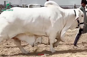 برائے نام بنامِ شبِ وصال یہاں شبِ فراق منا لوں اگر اجازت ہو SHOWCASING  懶 *WHITE DIAMOND* 懶 KIA BHARPOOR PALAT HAY الحمدللّٰه THE BIGGEST NUKHRA IN TOWN *JAMAL CATTLE FARM* FOR DETAILS 0303 3319500 SEASON 2024 #qurbani #bakraeid #jamalcattlefarm #ahmedmaaz | Cattle Display | Facebook