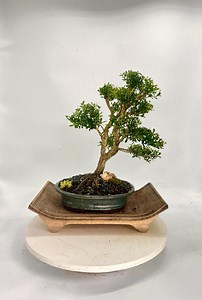 Harland Boxwood Bonsai Tree: Deep Relief Trunk in Glazed Pot - Etsy Canada