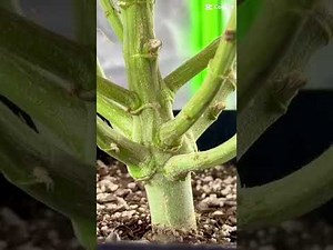 AC Infinity + VIVOSUN Setup 🌱 Purple Punch Grow Log