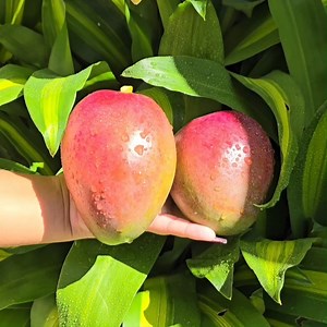 7.7K views · 70 reactions | Les bienfaits de la mangue ! | Creative Kitchen | Facebook