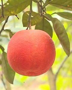 Agrotek | Budidaya Jeruk Bali Merah Atau Limau Gedang | Agrotek
