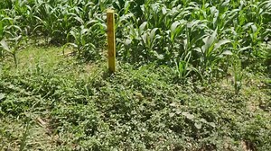 TBM | Road Chainage marking | Civil Engineering | #facebookreels #construction #motivation | Engineering GURU | Facebook