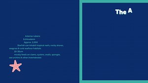 The elegant starfish!  With their glamorous shape and the ability to regrow lost limbs, the anatomy of a starfish is a wondrously fascinating thing. We're diving in to starfish anatomy in our new blog! Read all about them before coming to see them in our Sunken Shipwreck and Ocean Floor zones! 麗๋ Find our starfish anatomy blog through the link in our bio. #fishfact #didyouknow #starfish #aquarium #biology | Bristol Aquarium | Facebook