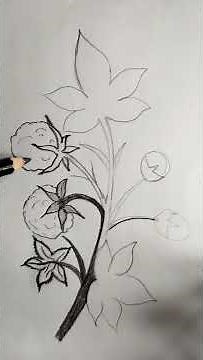 How to draw cotton plant.