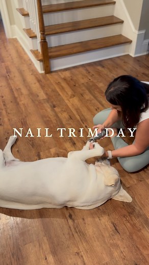 NAIL TRIMMING 🐾 One question I often get asked…”Do you trim your dogs nails yourself?” Then I get asked, “How do you trim all their nails?!” The secret…creating a positive association with nail trimming. Maggie & Nash were with us as puppies, so I made it a point to trim their nails on a regular basis as puppies so they’d grow up becoming accustomed to it. Sadie (our adopted lab) was with me since 1 year old. I had to work with her but again, with creating a positive association, it didn’t take