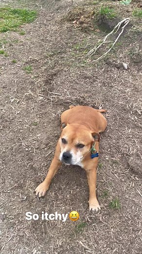 10K views · 206 reactions | Meet Grandma Hazel Aka Snappy humpy turtle  all of our animals seem to have a bit of spunk 殺 | That Dickhead Harley | Facebook