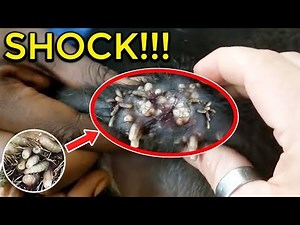 999+ MANGOWORMS in Puppies - Mangoworms Removal in Dogs 2019