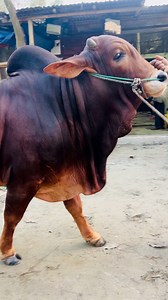 Heavyweight Giant Marron Color Muscular Body Bull of Hakeem Cattle Farm | MashAllah | #brahman #bull #brahmanrojo #brahmancattle #brahmancow #outfitoftheday #brahmanblanco #ganaderia #ganado #ganadinero #fazenda #hacienda #zootecnia #zebu #toro #boğa #boi #gado #corte #carne #cattle #agro #agropecuaria #pecuaria #farm#lida #livestock #vaca #cowsofinstagram #redbull | The Home of Goru Lovers