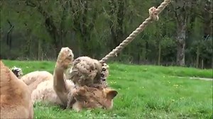 It's playtime in Lion Country! 🦁 They're just like big ol' pussycats, aren't they? Don't forget that tomorrow is your last chance to visit us during half term! Planning on visiting us soon? Don't forget to check when we're open! For the rest of March we are open Friday through Sundays: https://www.longleat.co.uk/visitor-info/opening-times | Longleat