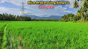 Rice Processing Steps 2 | Green Paddy Field | Agriculture || Beautiful Tamil Nadu 2024 #landscape #paddyfield #nature #photography #naturephotography #paddy #green #landscapephotography #rice #india #kerala #sunset #wanderlust #northeastindia #sawahpadi #agriculture | South Tube | Facebook