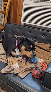 3.7K views · 459 reactions | Meet Rapunzel! 殺 While she does not have...